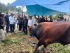 Bupati Buton Utara Serahkan Bantuan Hewan Kurban Presiden untuk Warga Pongkowulu