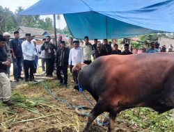 Bupati Buton Utara Serahkan Bantuan Hewan Kurban Presiden untuk Warga Pongkowulu