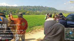 Kemarau Memuncak, Sawah di Bungi Mulai Kekurangan Air, Pemkot Baubau Turun Tangan