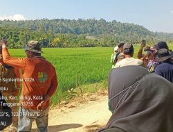 Kemarau Memuncak, Sawah di Bungi Mulai Kekurangan Air, Pemkot Baubau Turun Tangan